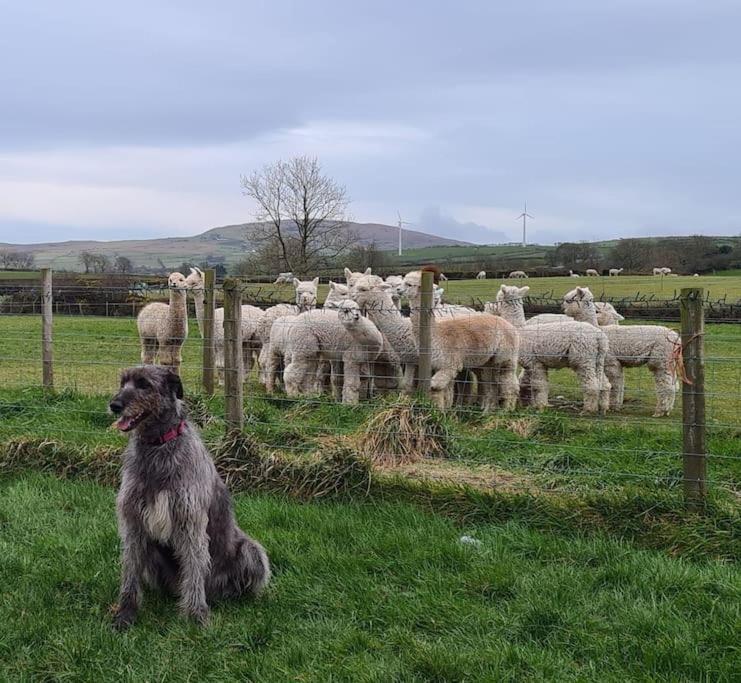 The Alpaca Farmhouse With Hot Tub And Alpaca Experience Included Dromara Dış mekan fotoğraf