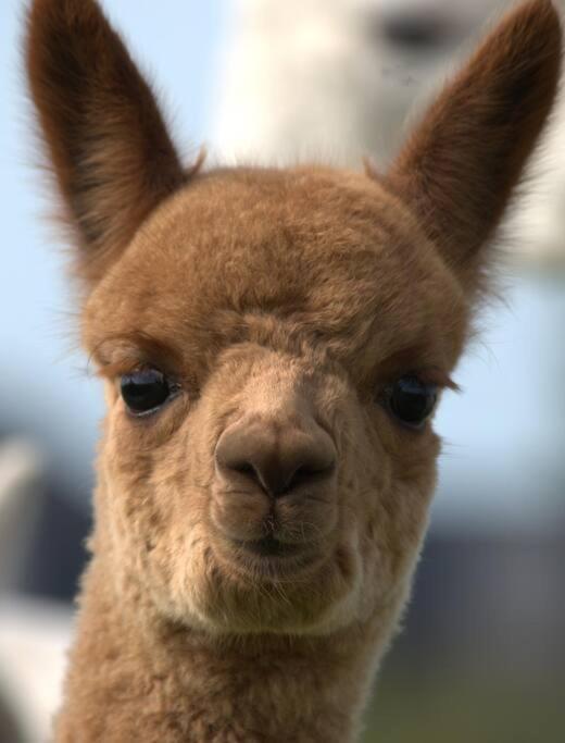 The Alpaca Farmhouse With Hot Tub And Alpaca Experience Included Dromara Dış mekan fotoğraf