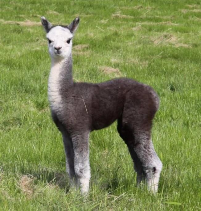 The Alpaca Farmhouse With Hot Tub And Alpaca Experience Included Dromara Dış mekan fotoğraf