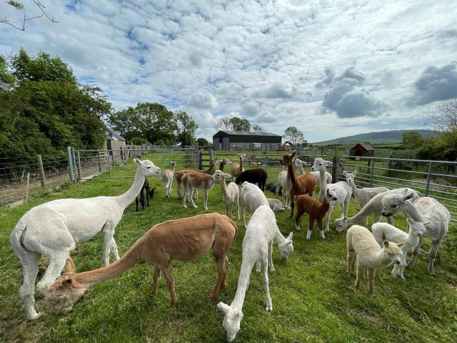 The Alpaca Farmhouse With Hot Tub And Alpaca Experience Included Dromara Dış mekan fotoğraf