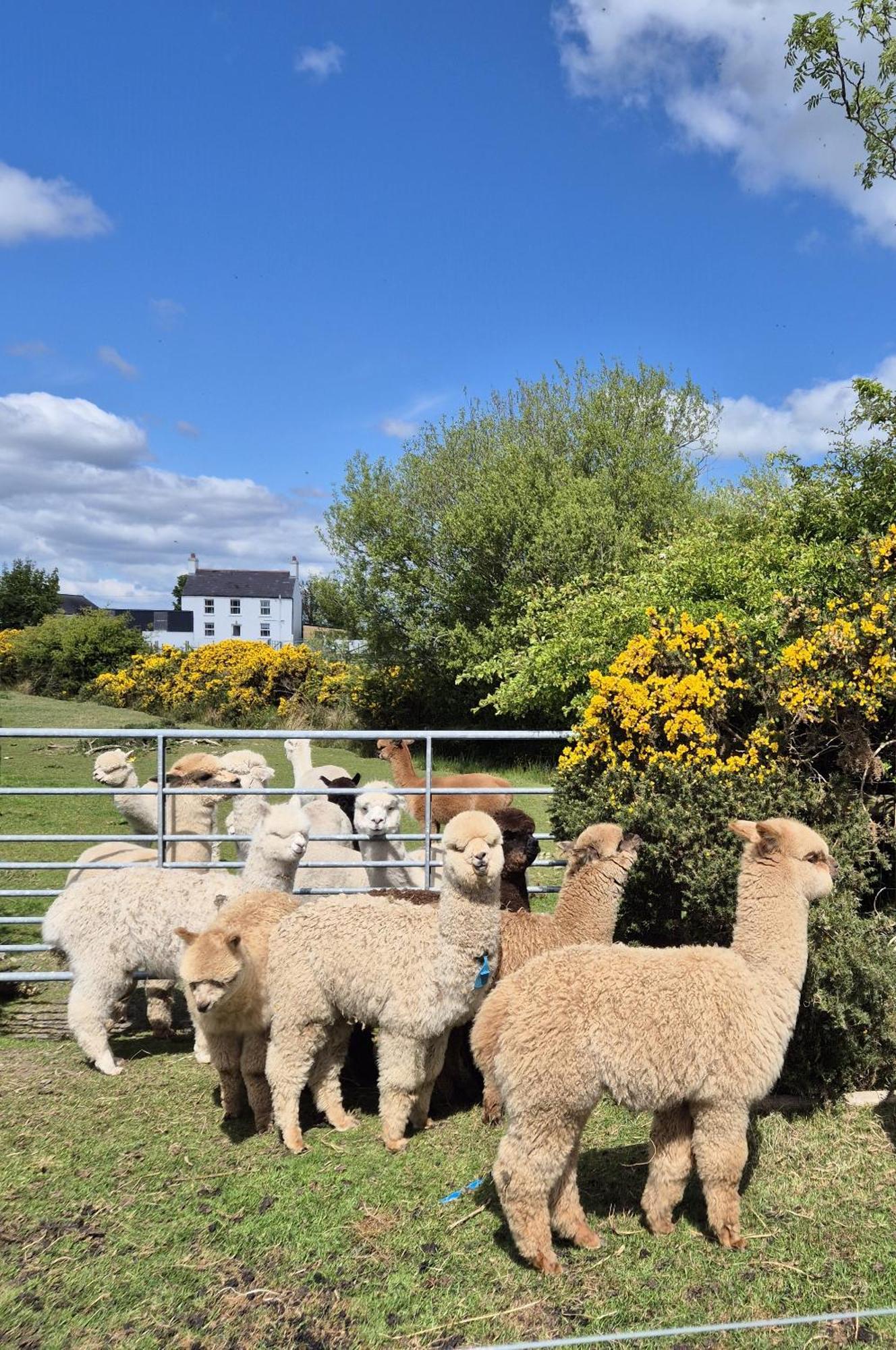 The Alpaca Farmhouse With Hot Tub And Alpaca Experience Included Dromara Dış mekan fotoğraf